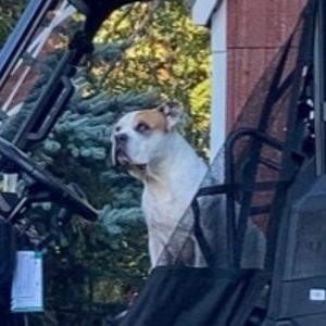 Meet your Posher, Posh